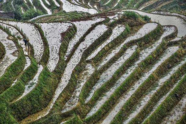 指已提到的人台地的稻田采用广西壮族自治的地区采用