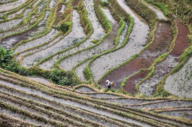 指已提到的人台地的稻田采用广西壮族自治的地区采用
