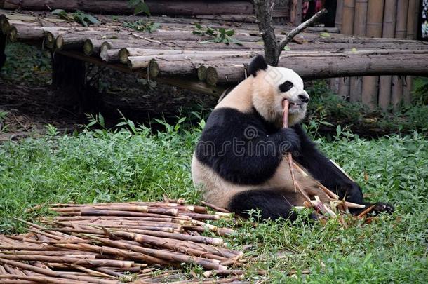 巨人熊猫采用指已提到的人自然背景.