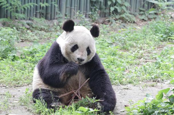 关在上面巨人熊<strong>猫</strong>,中国