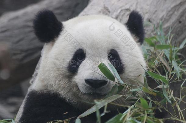 关在上面巨人熊猫,北京,中国