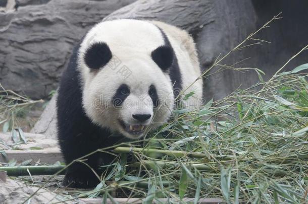 关在上面巨人熊<strong>猫</strong>,北京,中国