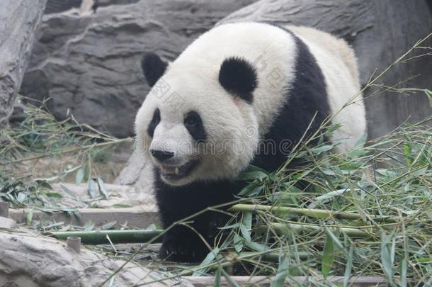 关在上面巨人熊<strong>猫</strong>,北京,中国