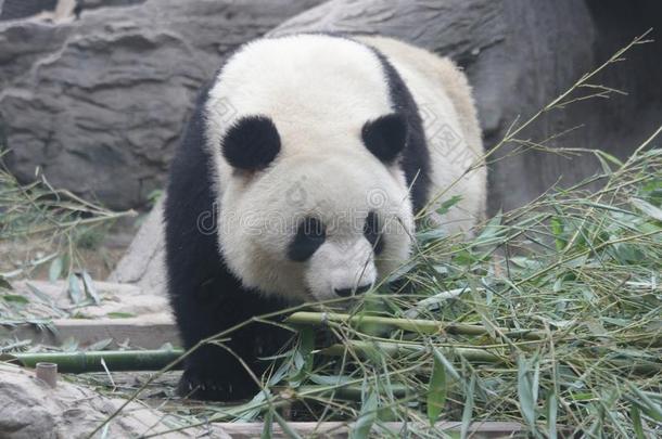 关在上面巨人熊猫,北京,中国