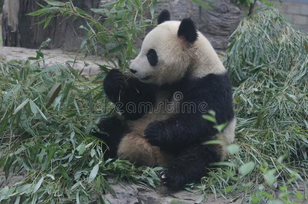 关在上面巨人熊<strong>猫</strong>,北京,中国