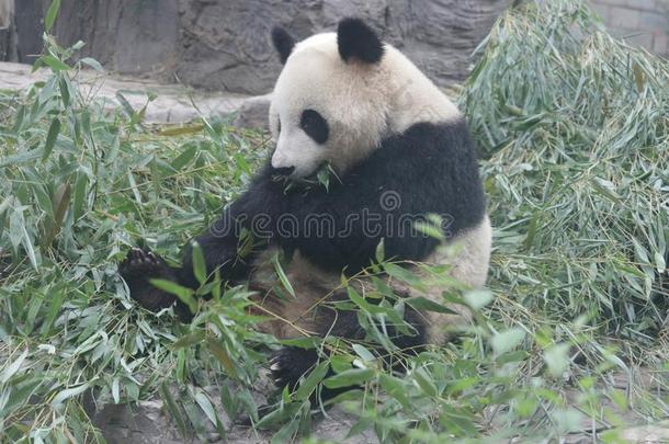 关在上面巨人熊<strong>猫</strong>,北京,中国