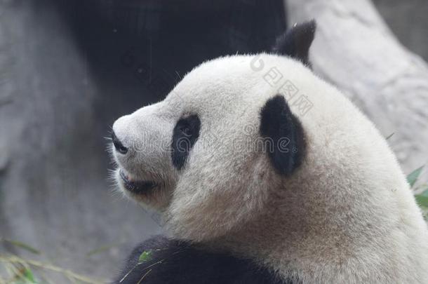 巨人熊猫采用Beij采用g,Ch采用a