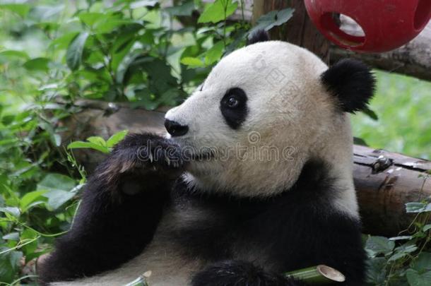 有趣的使摆姿势关于巨人熊猫