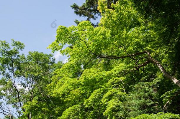 新鲜的青翠的草木,京都,黑色亮漆