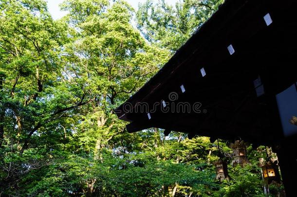 川井-金贾圣地关于新鲜的青翠的草木采用指已提到的人even采用g,京都,黑色亮漆