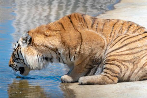哈尔滨西伯利亚老虎公园吸引,生存动物采用自然的N字