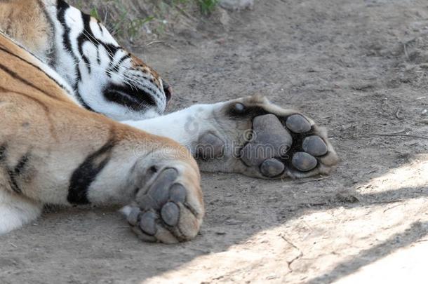 爪子脚;<strong>哈尔滨</strong>西伯利亚老虎公园吸引,生存动物我