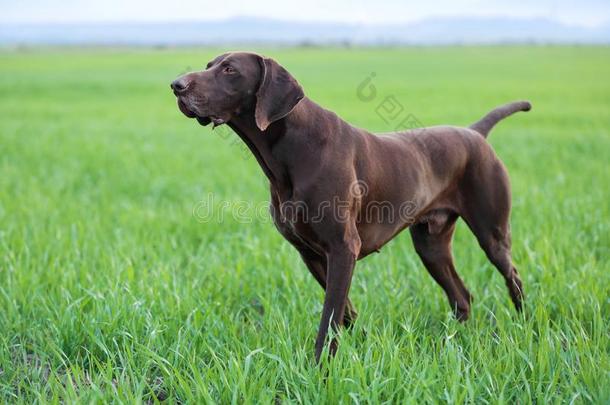 一肌肉的巧克力棕色的猎狗,德国的短发建议,一