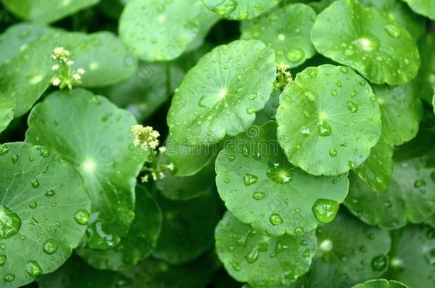 水落下向水破铜钱属植物