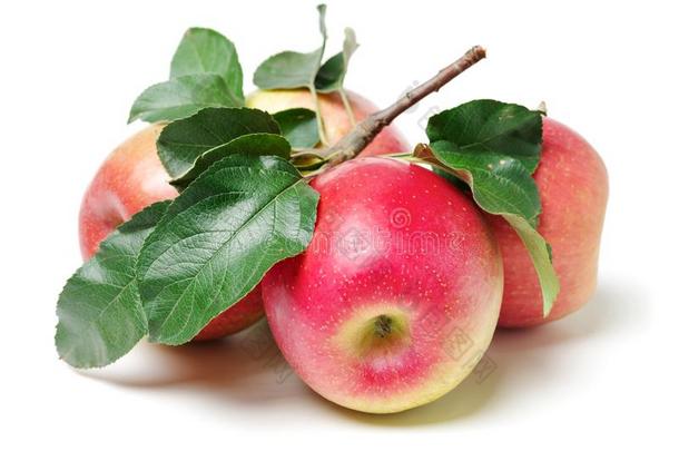 成熟的红色的苹果苹果叶子