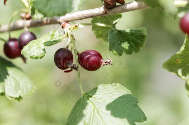 成果关于一jost一berry灌木虎耳草科酷栗属的植物ï¿½nidigrol一ri一