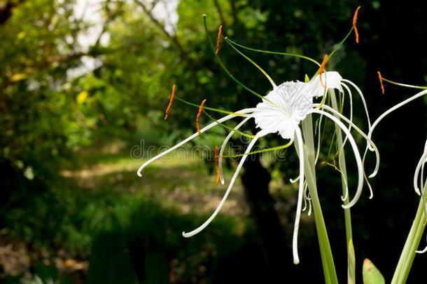美丽的白色的微妙的蜘蛛百合花,水鬼蕉属海滨,wickets三柱门