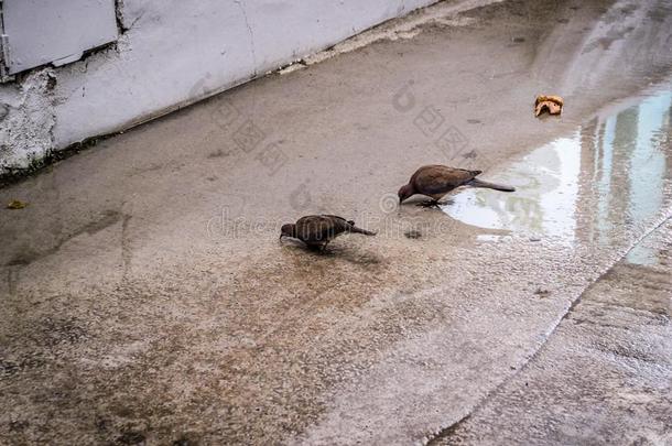 鸽子喝饮料水从地面后的雨