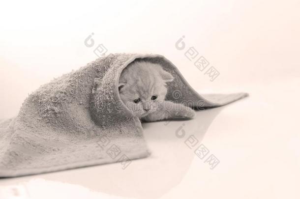 不列颠的短毛猫丁香花属小猫躲藏在下面一毛巾,白色的b一ckg