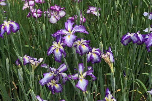 虹膜杂色的,杂色的花关于富有的紫罗兰杂色的