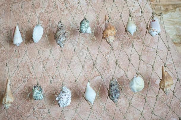 加勒比海海中软体动物的壳布置,格子和贝壳