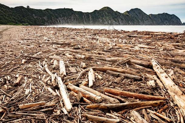 林学挥砍洗过的在上面向海滩在海关湾,新的西兰岛在船尾