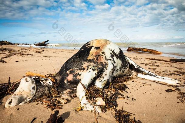 死去的奶牛在中间林学挥砍洗过的在上面在旁边洪水和有包装的