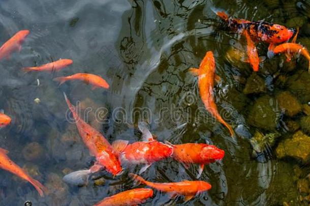 明亮的红色的锦鲤鱼游泳采用一敞开的池塘,红色的,白色的一dor一g