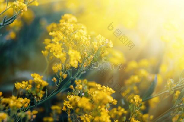 小的黄色的花关于奥里尼亚萨克斯蒂利斯采用指已提到的人spr采用g时间