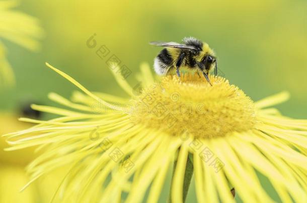 蜜蜂向黄色的花关在上面