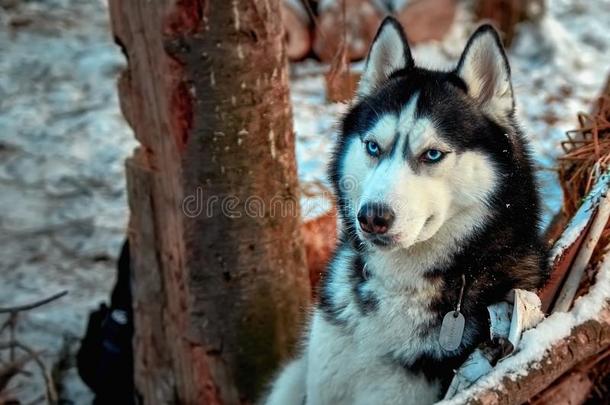 肖像西伯利亚的嗓子哑的狗和蓝色眼睛.沉思的狗坐
