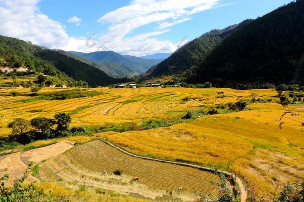 稻田在<strong>途中</strong>卡姆苏姆尤利。南加尔Choten,不丹