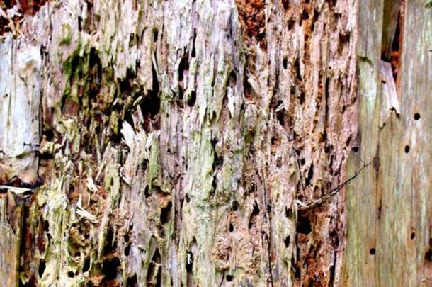 损害木材根自然的损害