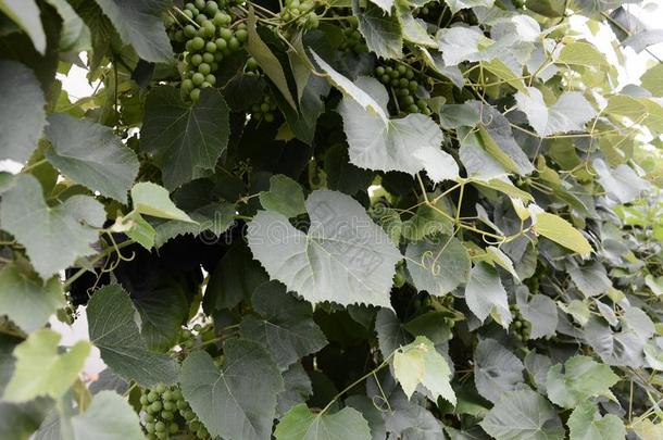 绿色的葡萄绞死向指已提到的人树枝和未成熟的绿色的葡萄