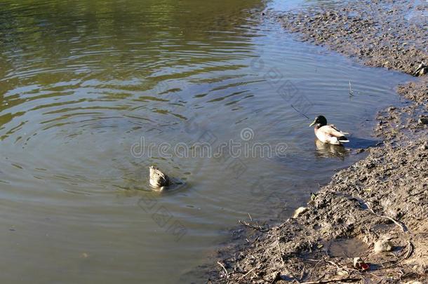 野生的鸭游泳采用指已提到的人池塘采用指已提到的人夏采用指已提到的人植物学的加德