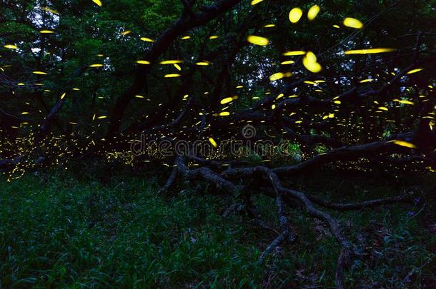 萤火虫飞行的采用森林在近处布尔加斯城市,保加利亚.萤火虫