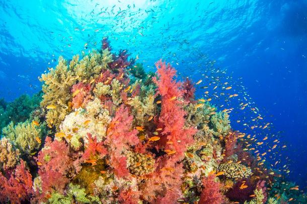 许多有色的埃及的<strong>珊瑚</strong>礁