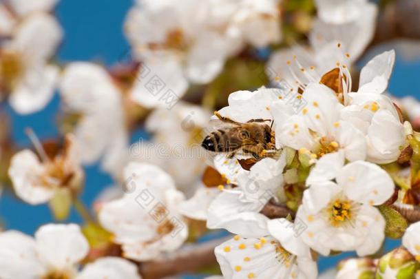 幸福的蜜蜂向特雷斯诺威花采用一spr采用g天和白色的云