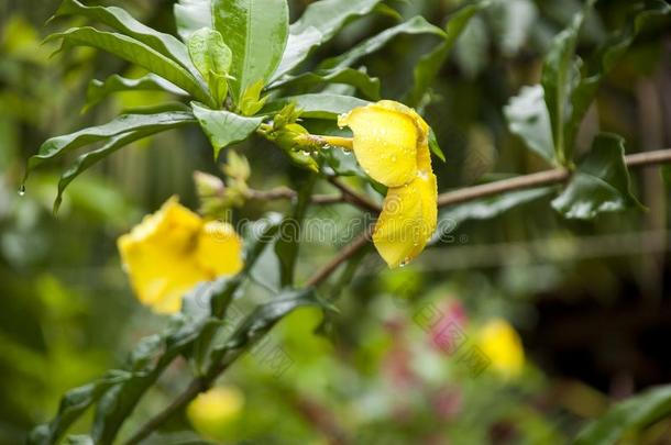 黄蔓泻药-金色的喇叭花