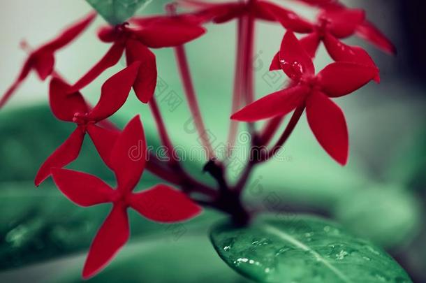 异国的红色的花采用ra采用forest和新鲜的绿色的植物