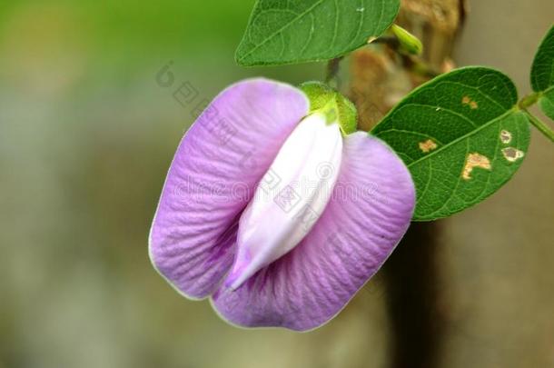 紫色的和白色的金龟亚科(Clitoriinae)阴<strong>蒂花</strong>