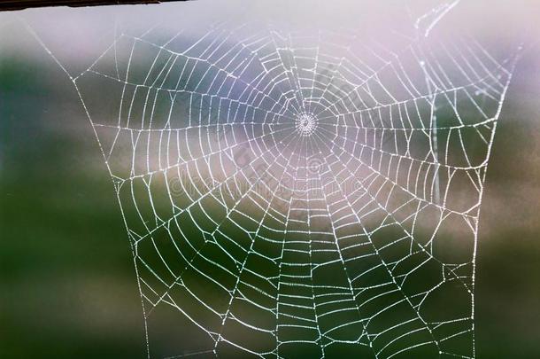 破烂的水珠被湿透的穿旧的出局蜘蛛蜘蛛网
