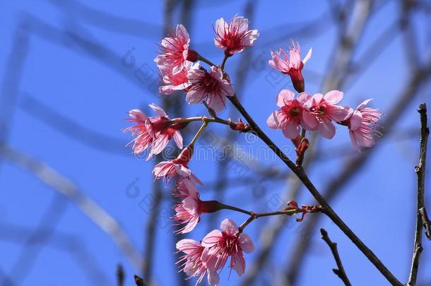 蔷薇科树铈det.那个花美丽地采用自然.