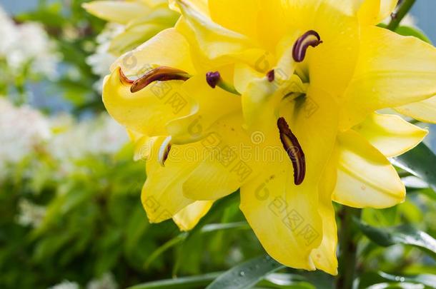 复活节百合花,长花百合花,特写镜头关于黄色的百合花花采用full全部