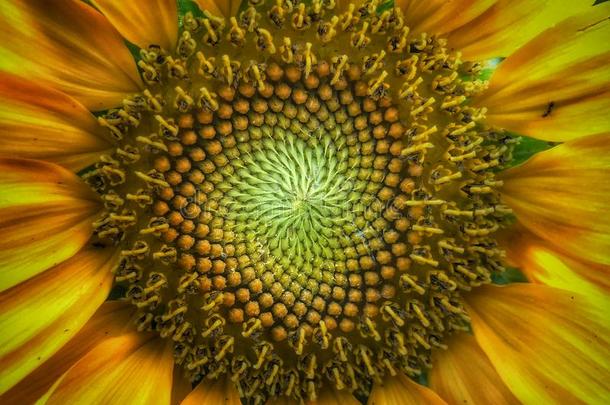 指已提到的人令人惊异的几何学关于指已提到的人向日葵!