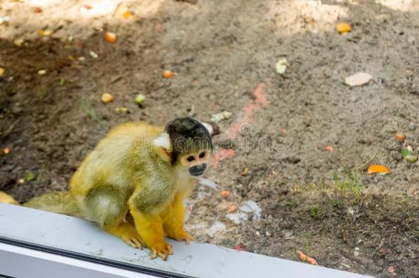 一小的猴关于指已提到的人<strong>玻利维亚</strong>的松鼠猴属