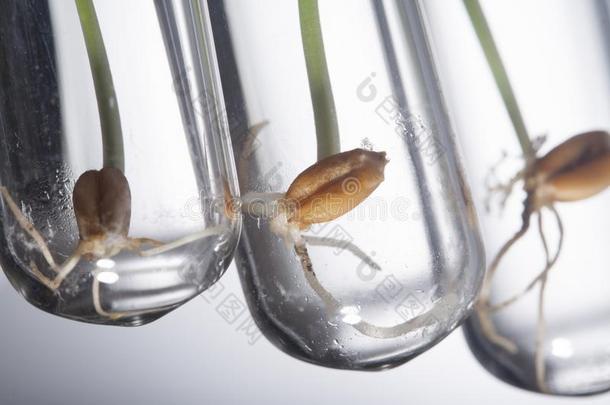 <strong>基因</strong>熟练控制小的植物使发芽采用试验管,小麦<strong>基因</strong>