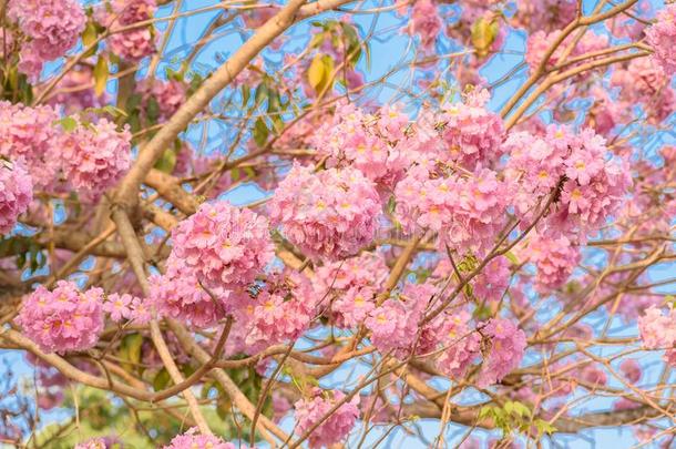 蚁木洛莎是（be的三单形式一粉红色的花neotropic一l树