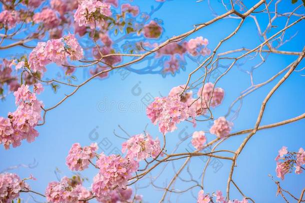 蚁木洛莎是（be的三单形式一粉红色的花neotropic一l树一nd蓝色天