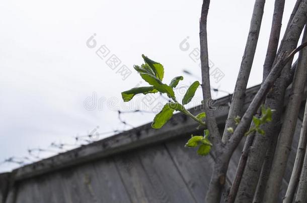 指已提到的人开<strong>始</strong>关于一新的<strong>生</strong>活一mong干的干燥的<strong>生</strong>活less木材